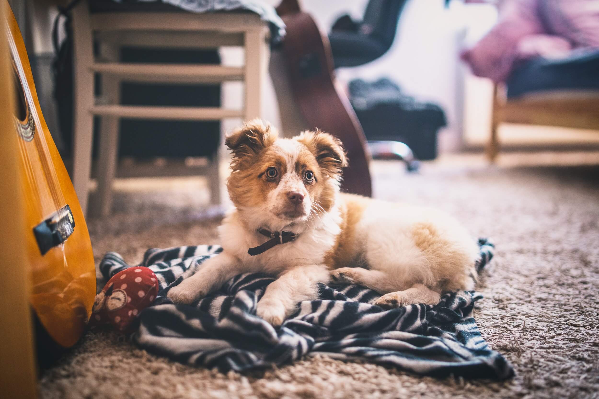 Best Rug Cleaner