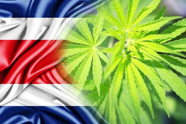 Full Managed Thai Medical Cannabis Farms for sale