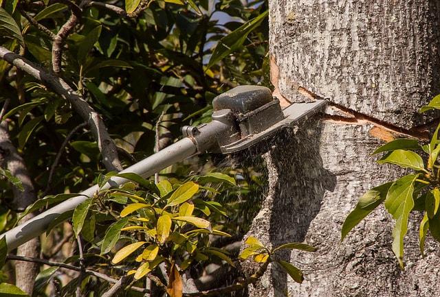 Webster Groves Tree Service