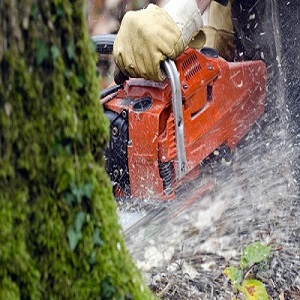 Tree Removal Prince Albert