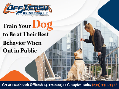 Dog Trainers in Naples