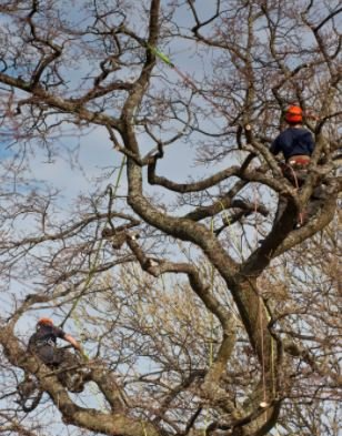 Folkestone Tree Surgeons