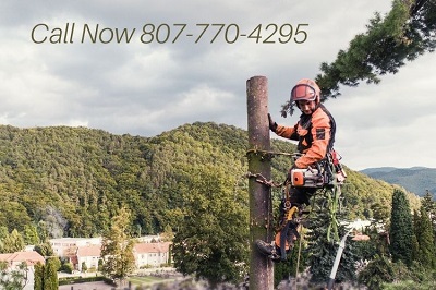 Tree Service Thunder Bay