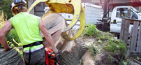 Burlington Tree Service Company