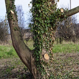 AK Tree Suregons