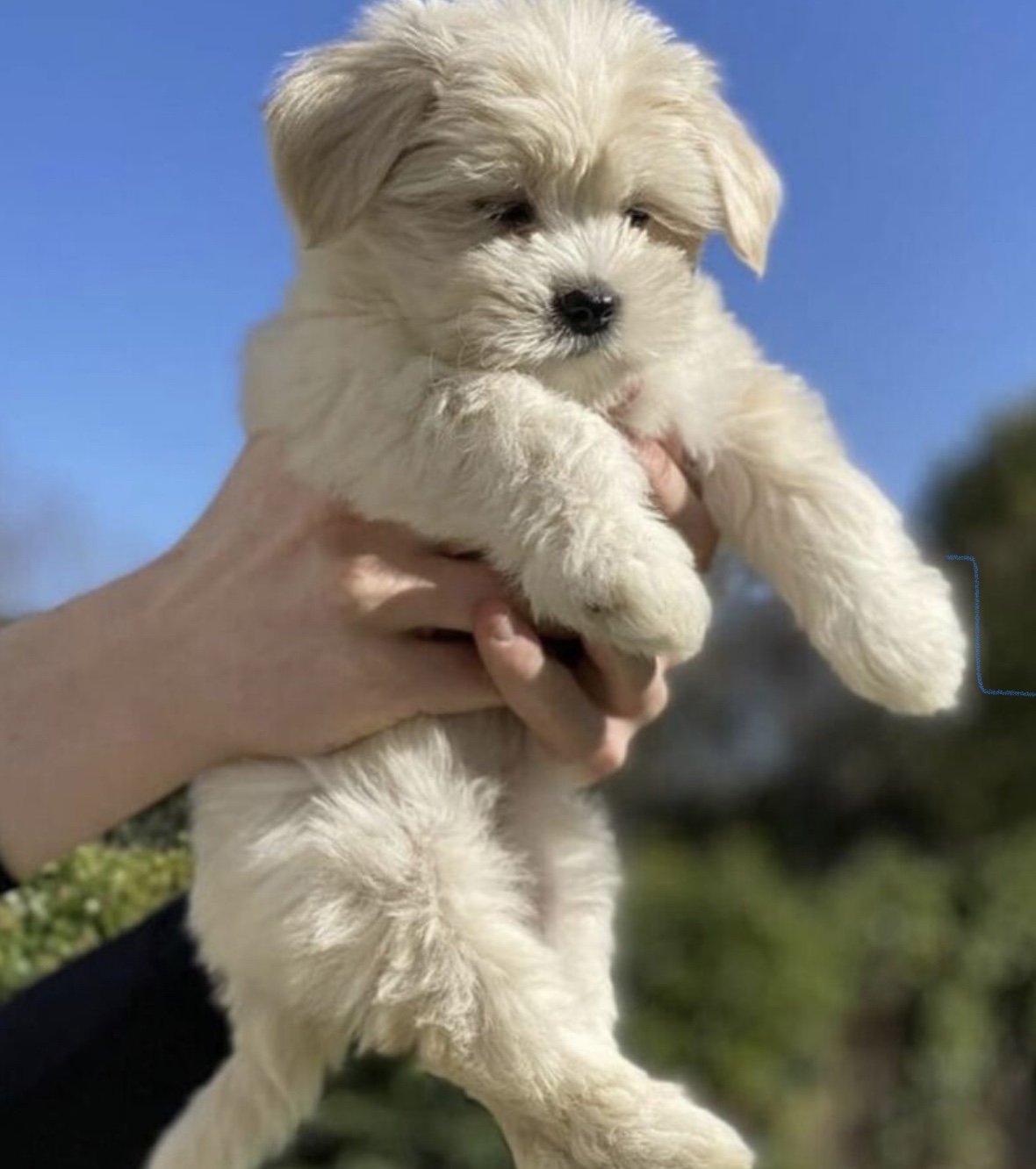 Maltipoo paradise home