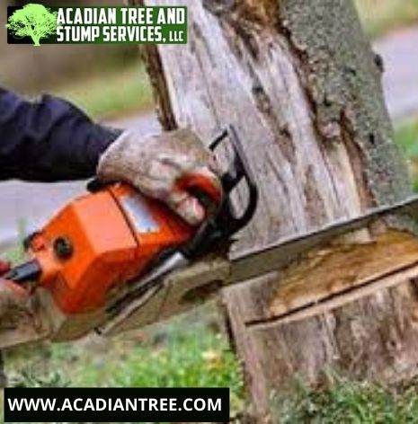 Acadian Tree and Stump Removal Service