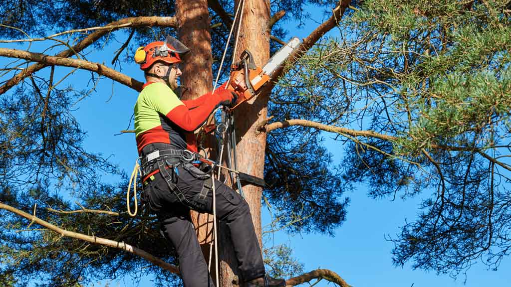 Alexandria Tree Service and Stump Grinding