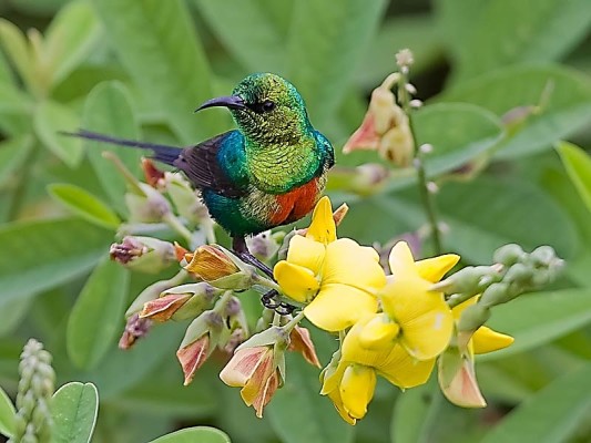 Gardening and Landscaping services