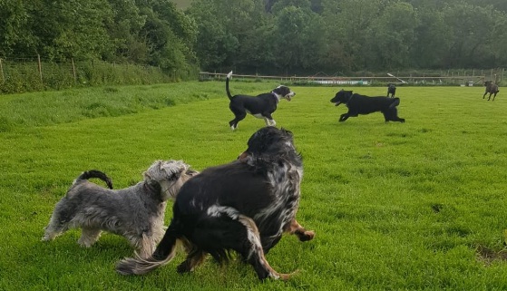 Fun 4 All Dog Club Gilberts Gallop