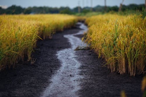 Akccommodities