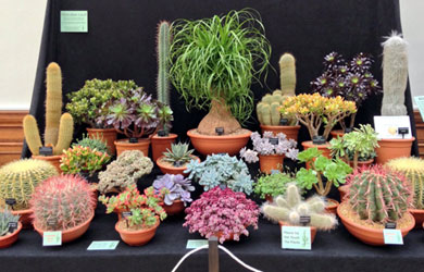 Ottershaw Cacti