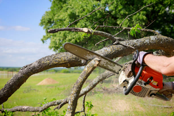AAA – Tree Lopping Ipswich