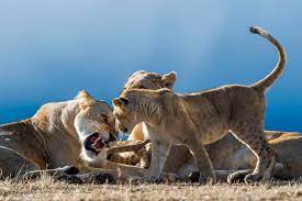 Kenya – Tanzania Safari