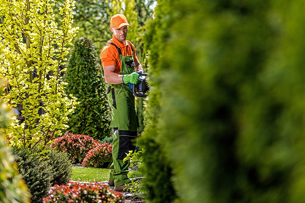SG Tree Services