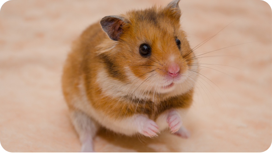 Just Hamster