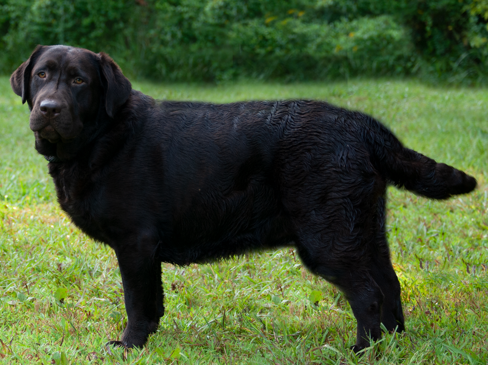 Three Bears Labradors