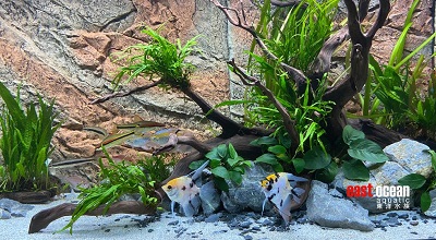 East Ocean Aquatic
