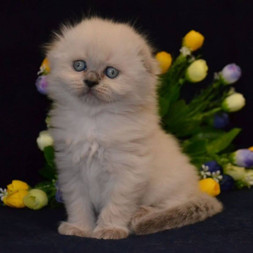 Lawson's Kitty Farm