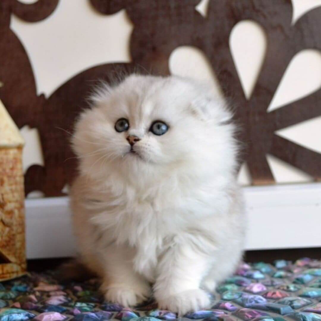 Lawson's Kitty Farm