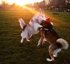 Tonbridge Husky & Malamute Walking Group – Surrey