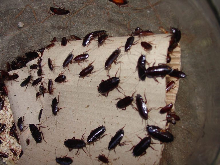Pest Control Naperville Pros