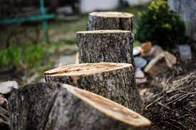 Tree Service Houston
