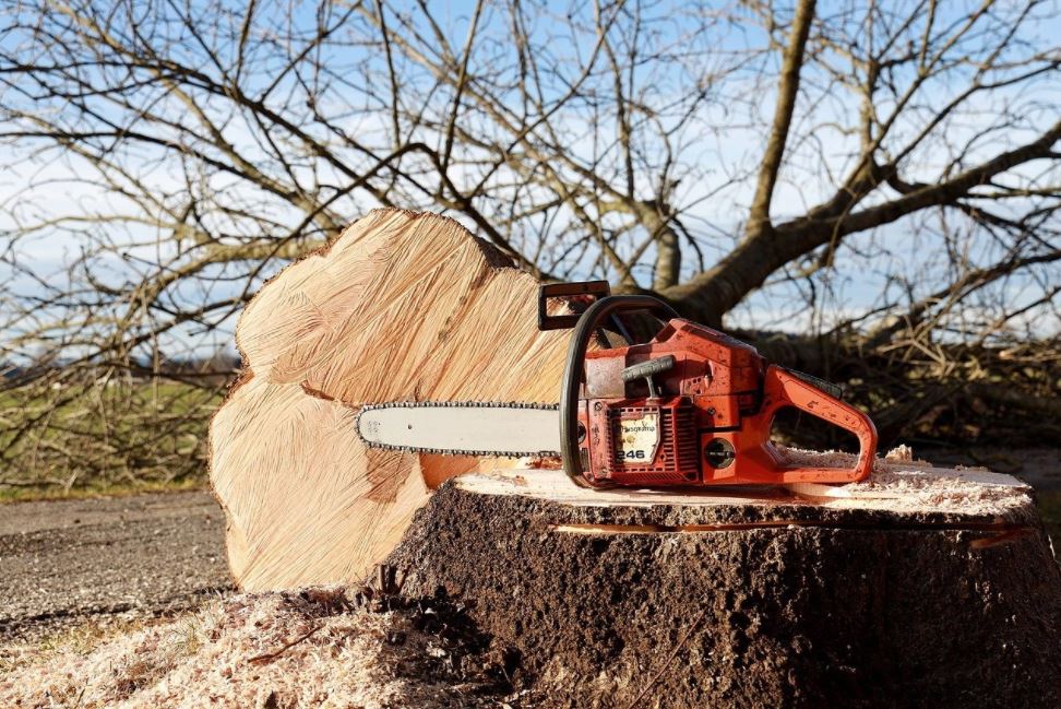 Tree Lopping Logan Co – Jimboomba
