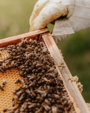Jive Honey