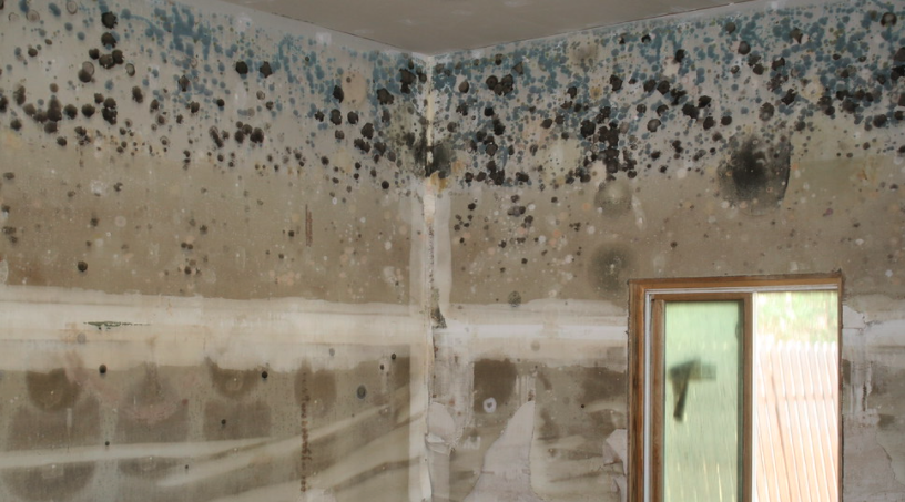 Reliable Water Damage Restoration of Jupiter