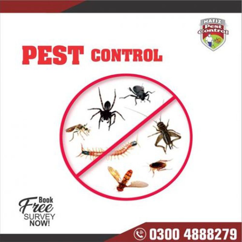 Pest Control Services in Lahore Termites Treatment | HafizPestControl