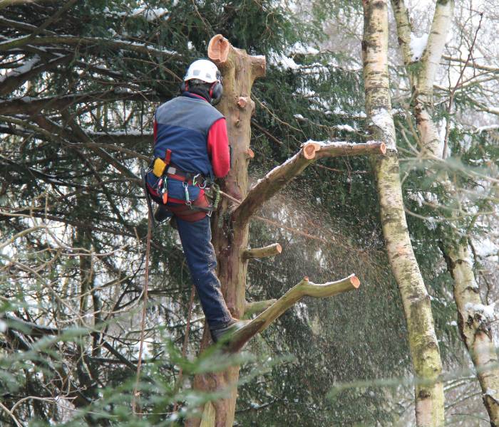 Cape Cod Tree Removal Services