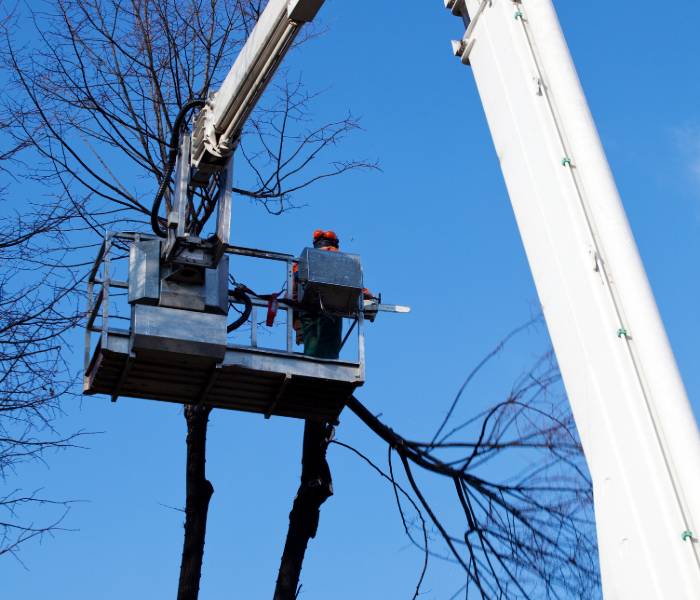 Ann Arbor Tree Trimming & Removal Service