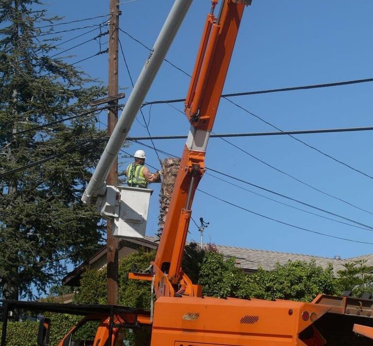 Wheaton Tree Removal