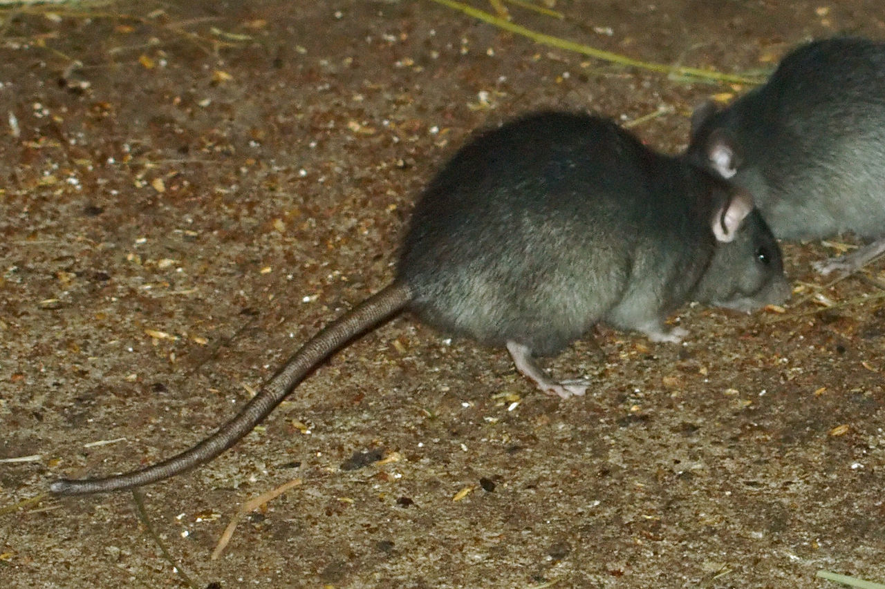 Pest Control Solutions