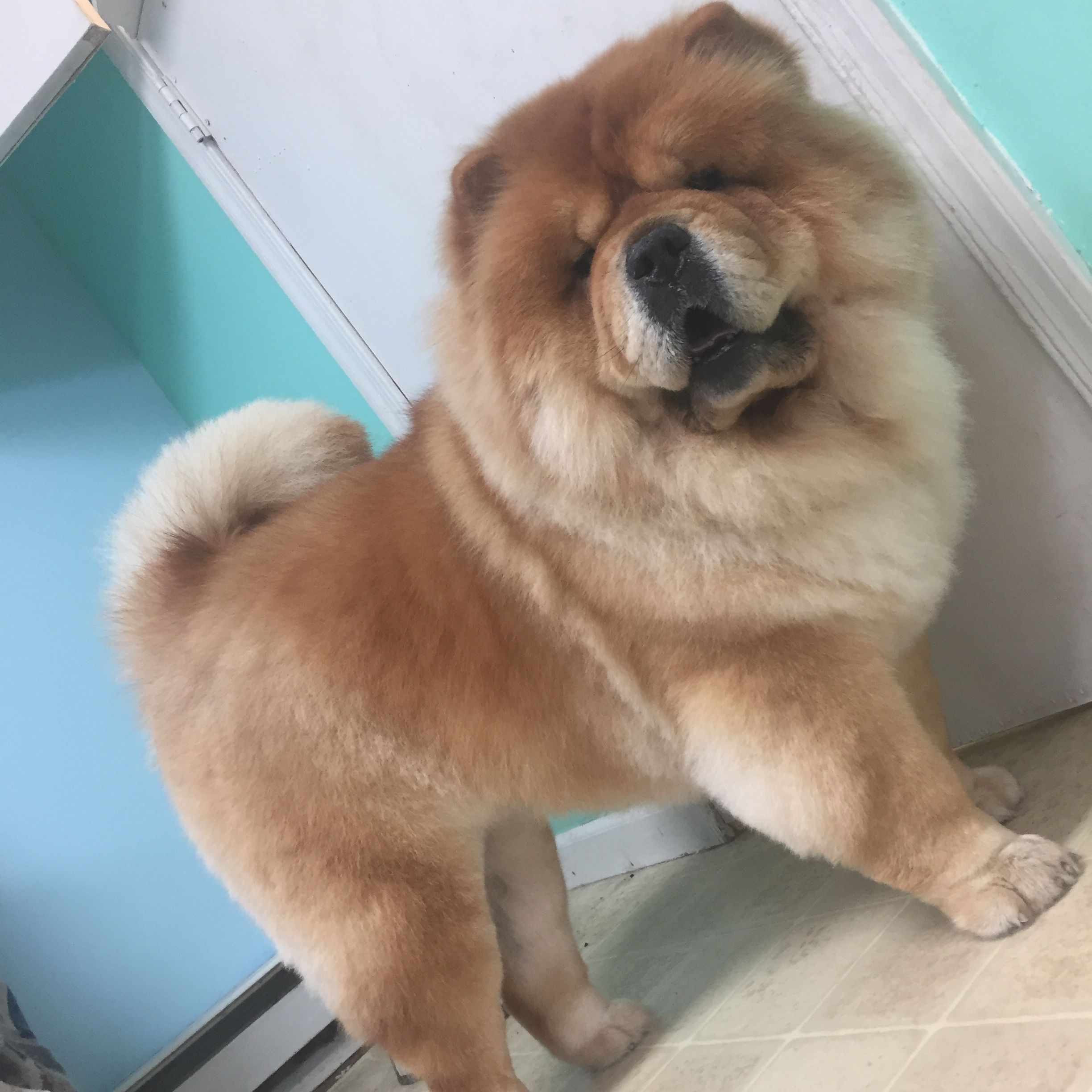 Grooming By Jessie