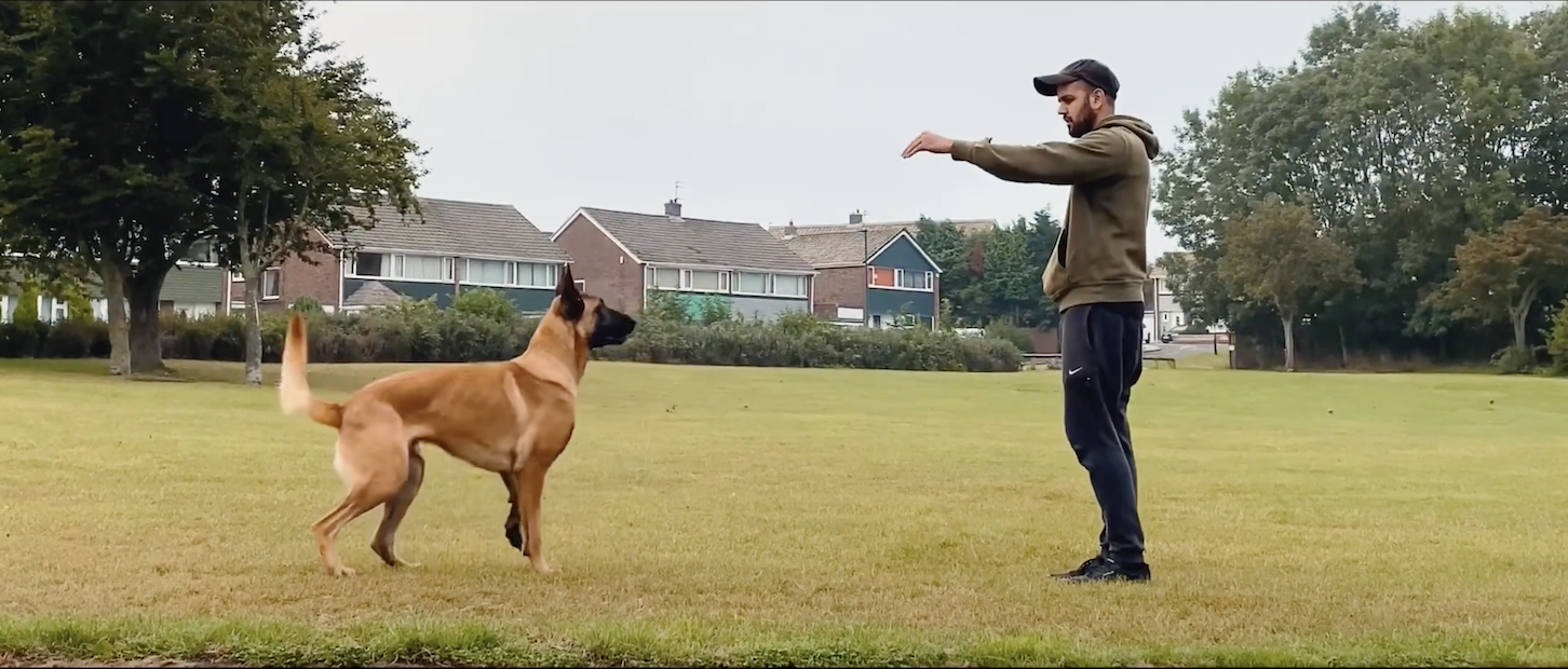 Smart Dogs Training Limited