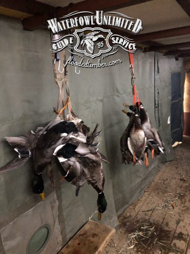 Reelfoot Lake Duck Hunting Guide