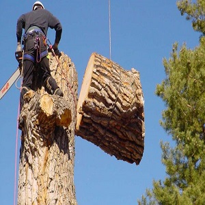 Sarasota Tree Experts