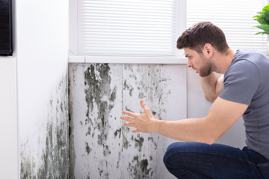 GIGANTIC Mold Remediation