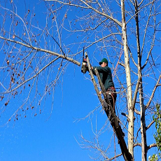 ArborPro Plant Care Experts