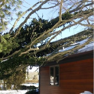 Watkins Tree Experts