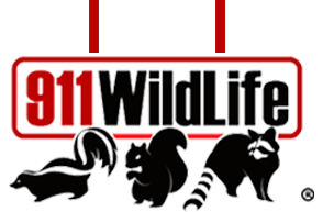 911 Wildlife