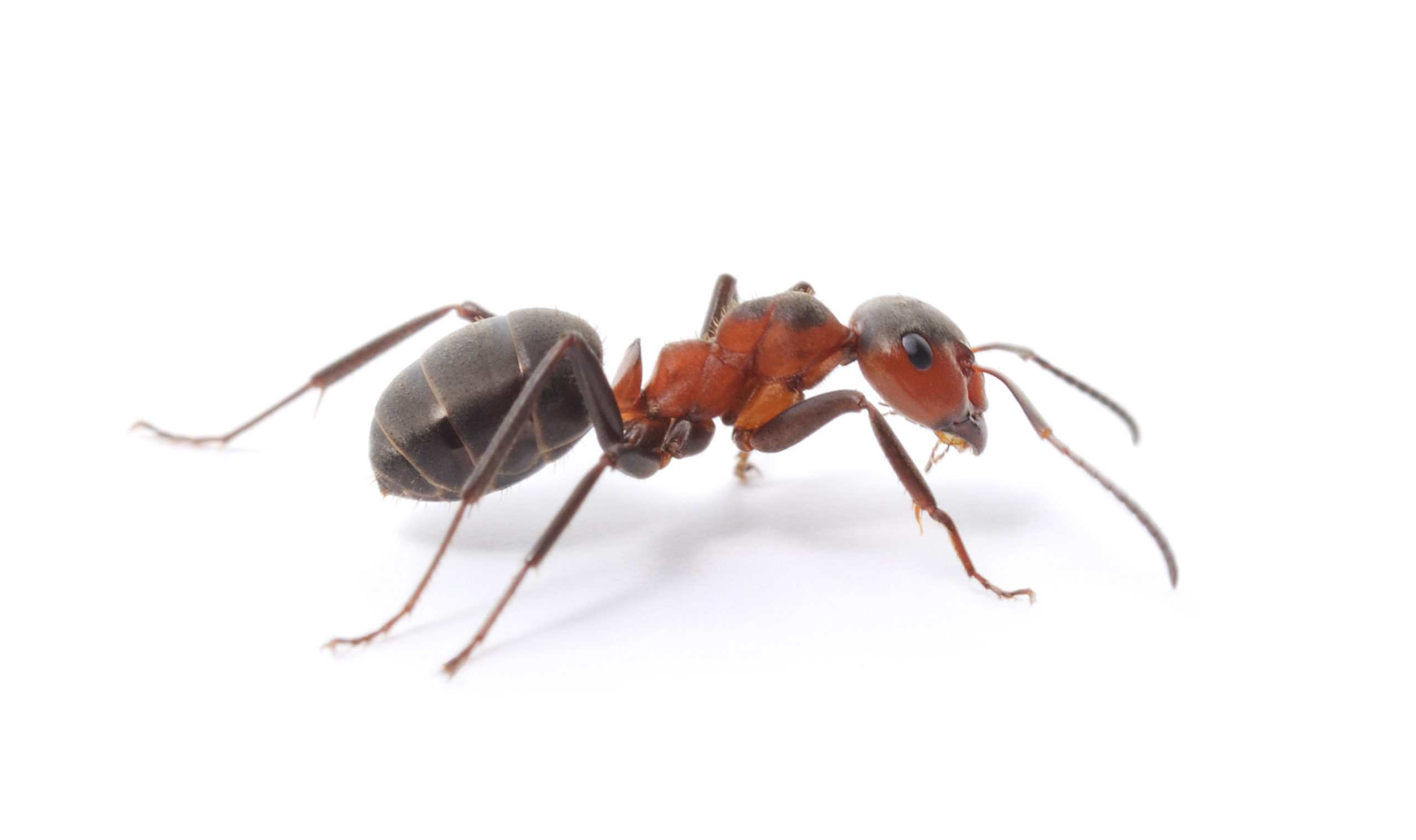 All Solutions Pest Control