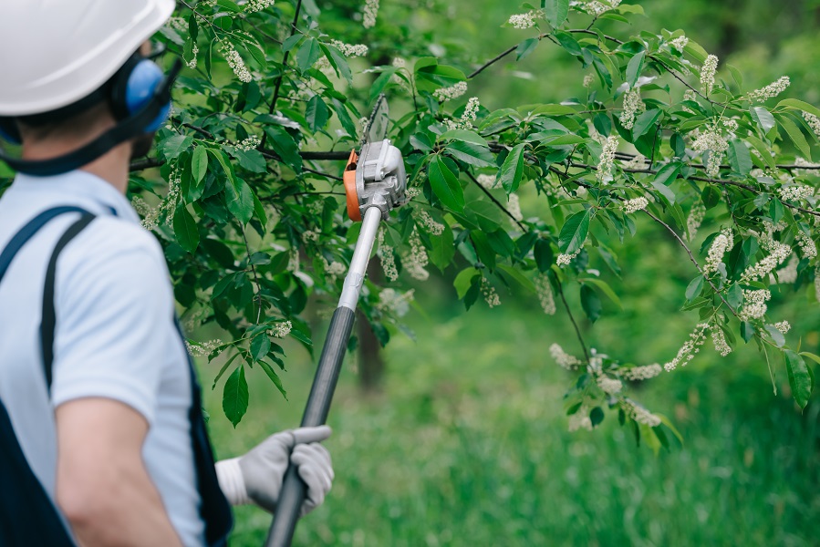 North Texas Tree Service