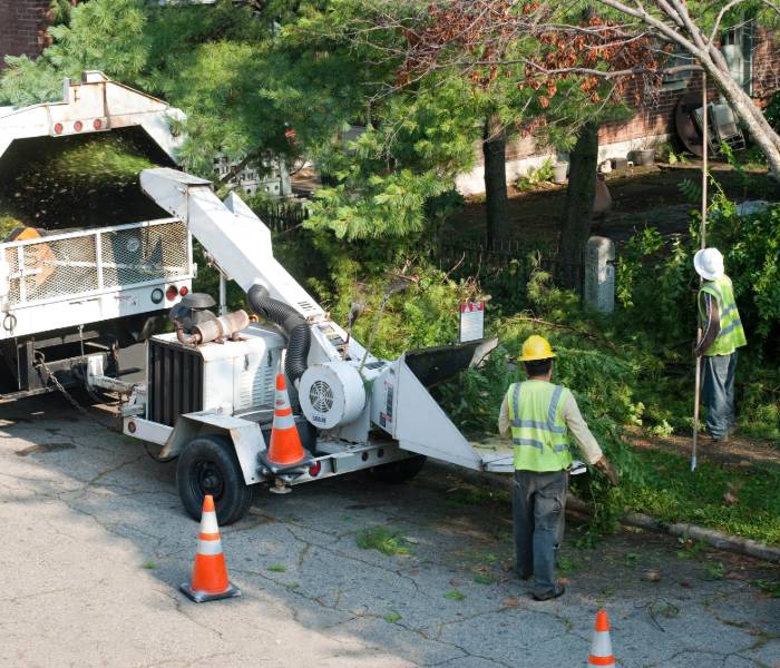St. Louis Tree Trimming & Removal Service