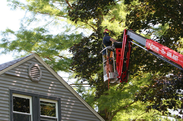 Arbor Care Tree & Landscaping