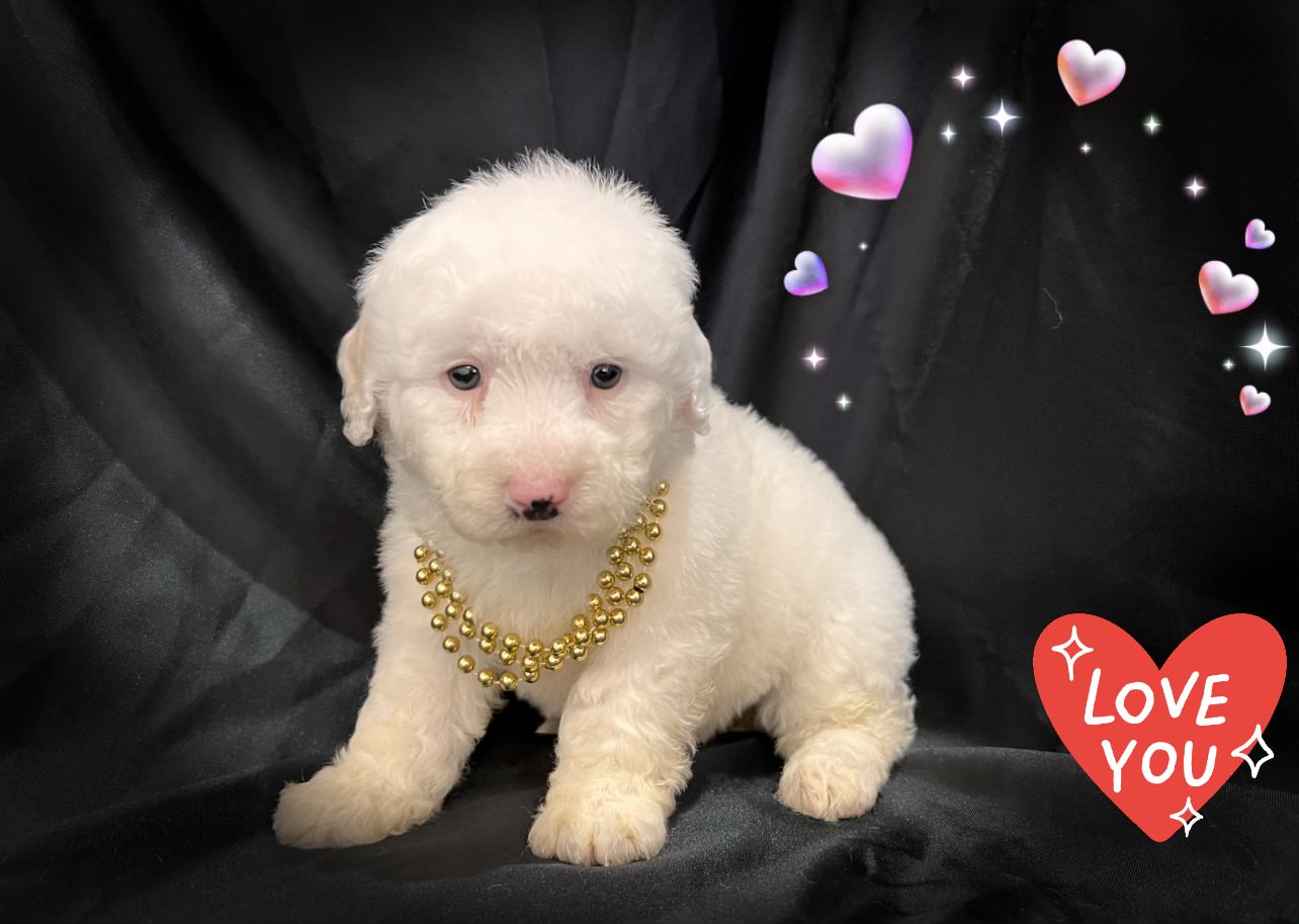 Dan's Puppies