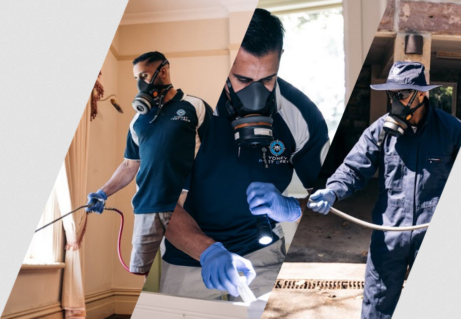 Sydney Pest Crew