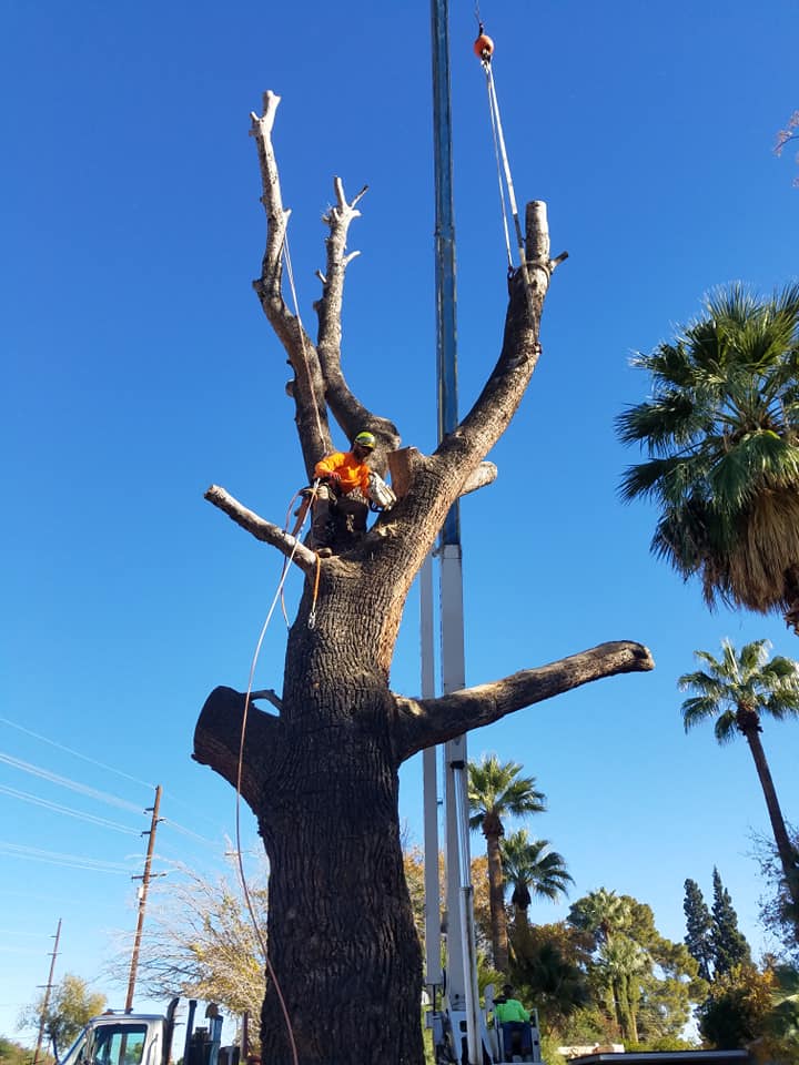 All About Trees